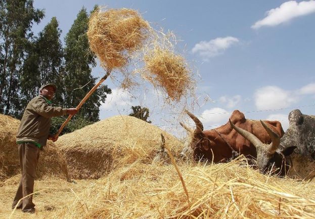 Ethiopia’s teff grain set to be world’s next ‘superfood’