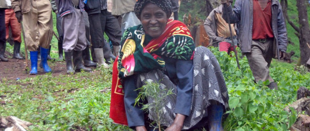 Ethiopia: The main difficulties for Farm Africa’s projects
