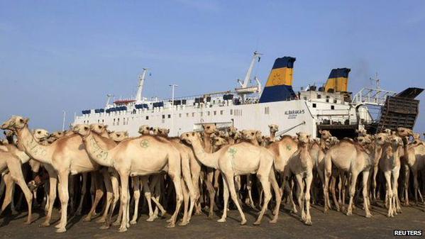 Somalia's Livestock Export Largely To Gulf States Has Hit A Record High.