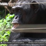 Uganda conservationists concerned by declining number of chimpanzees