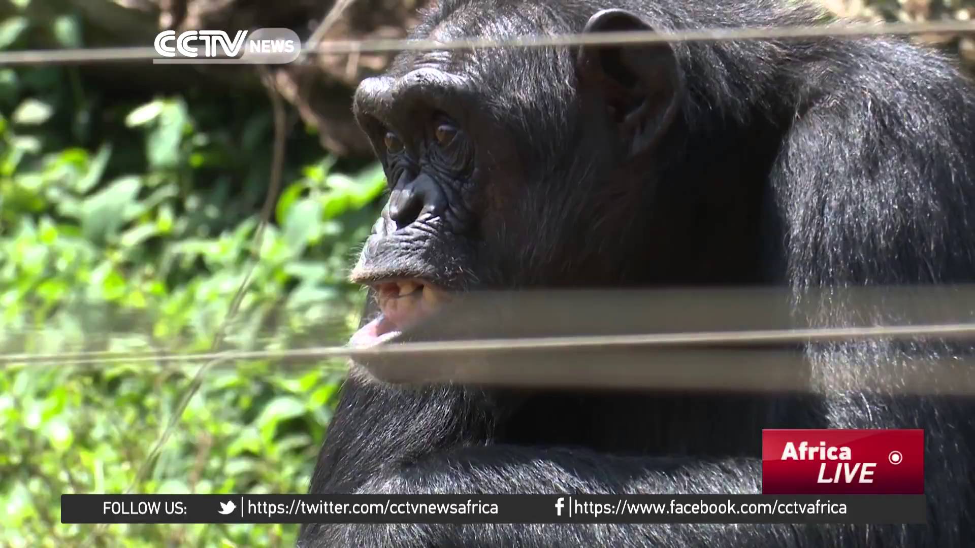 Uganda conservationists concerned by declining number of chimpanzees