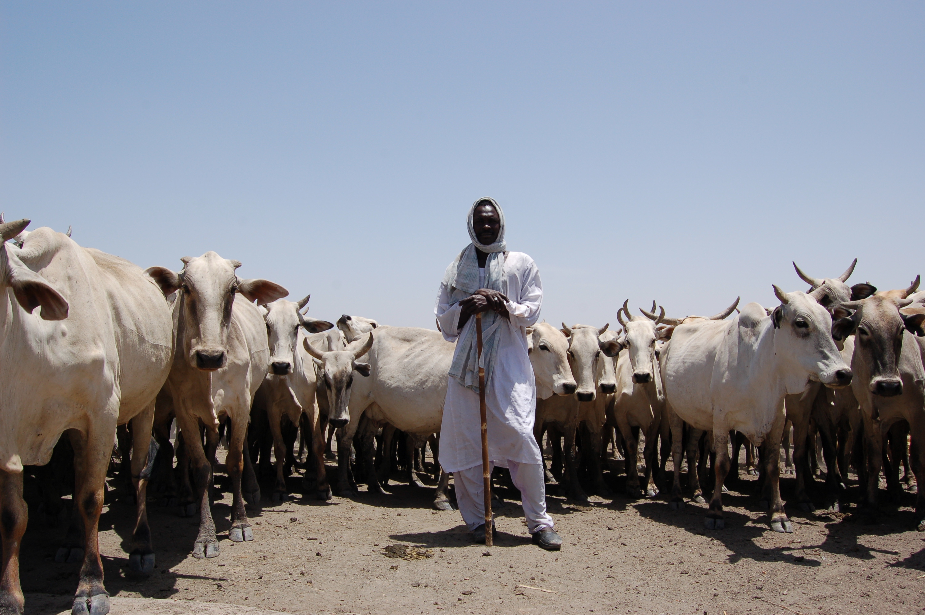 Somalia Earns $360M From livestock Exports