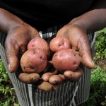 Ugandan scientist among $250,000 World Food Prize winners