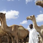 Somaliland: Shipping the sheep for Eid al-Adha