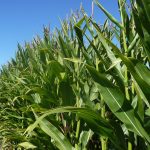 Kenya to keep importing maize from Uganda as farmers decry market shortage