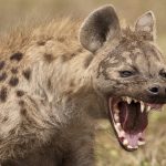 Somaliland: The Waiting Game of the Somaliland Hyena