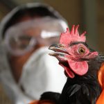 Uganda detects bird flu in wild, domestic birds