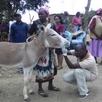 Kenya: East African Donkey Served to Kim Jong