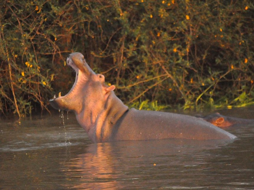 Chinese who died in Kenya after hippo attack awarded Sh25m