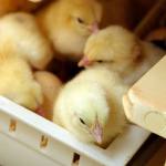 Kenya: lift ban on Uganda poultry imports