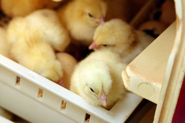 Kenya: lift ban on Uganda poultry imports