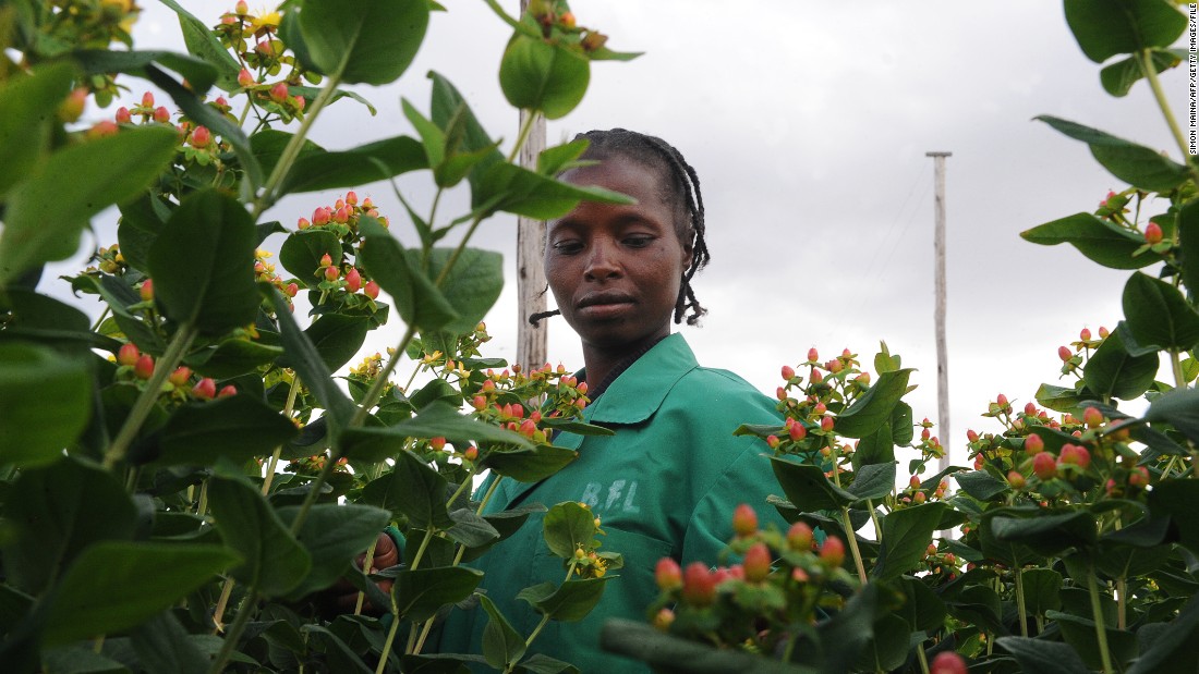Kenya: $100 a month picking Valentine’s Day flowers