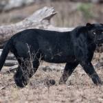Kenya:Camera spots rare black panther