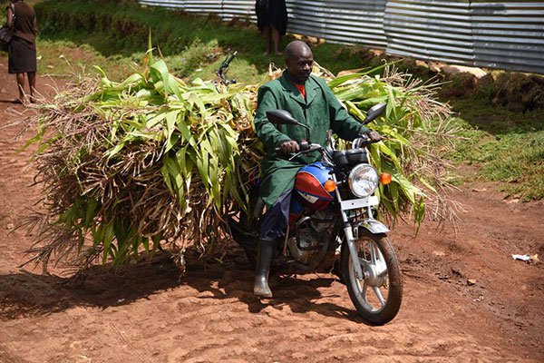 Kenya says Tanzania, Uganda are distorting maize market