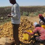Eritrea: Hope Has Given Way to Disenchantment