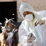 Eritrea: Scientists Ponder tools in brucellosis fight