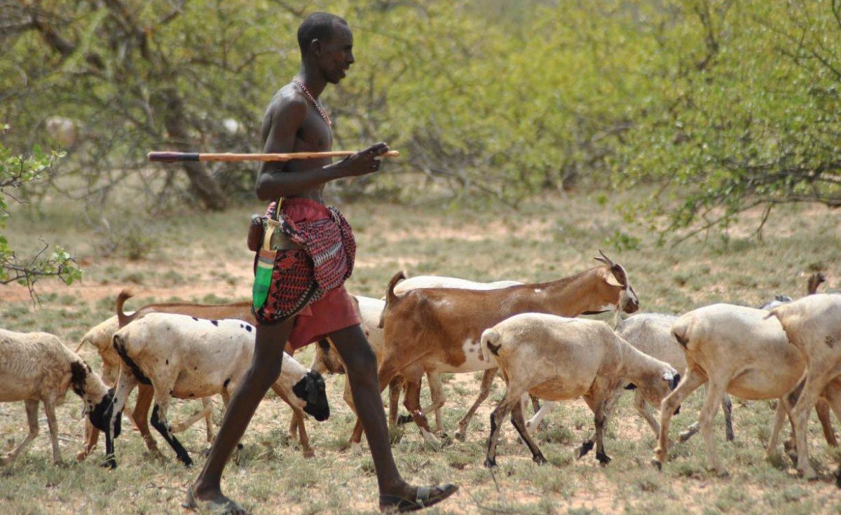 Kenya: Ethiopian Raiders Kill Four Herders in Turkana