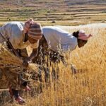 Eritrea: Qualities That Make Successful Eritrean Farmer