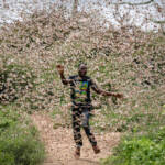 Eritrea: Desert Locust invasion put under control