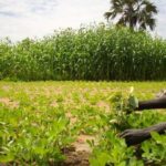 S. Sudan official urges exchange of agricultural experiences