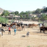 Eritrea: Nationwide livestock vaccination program