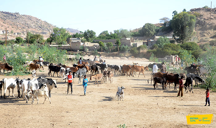Eritrea Nationwide livestock vaccination
