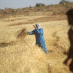 Sudan raises local wheat buying price