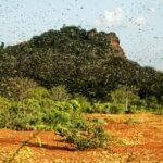 Desert locust infestation declines in Horn of Africa: FAO