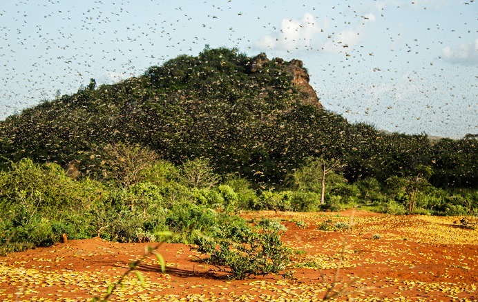 Desert locust infestation declines in Horn of Africa: FAO